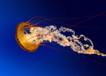 jellyfish_1.jpg